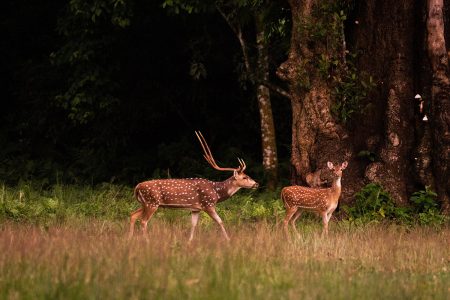 Flora and Fauna of Himalayas, Nepal