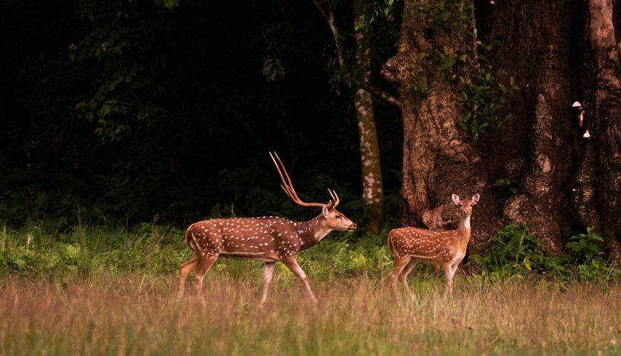 Flora and Fauna of Himalayas, Nepal