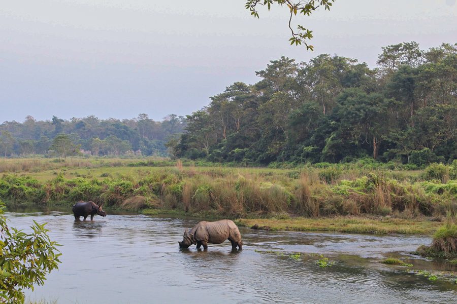 Chitwan National Park Jungle Safari